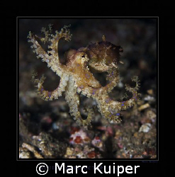 a free swimming blue-ringed octopus in lembeh strait. by Marc Kuiper 
